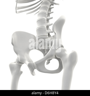 Becken-Knochen, artwork Stockfoto