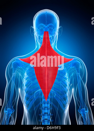 Rückenmuskel, artwork Stockfoto