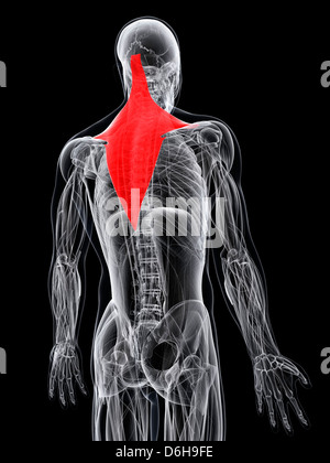 Rückenmuskel, artwork Stockfoto