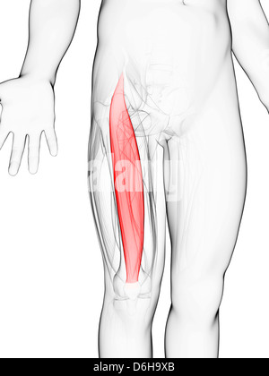 Oberschenkelmuskel, artwork Stockfoto