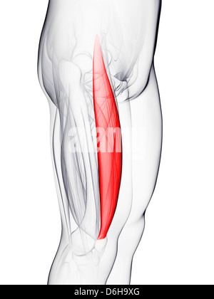 Oberschenkelmuskel, artwork Stockfoto