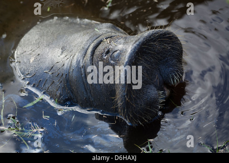 West Indian Manatee (Trichechus Manatus). Kopf über Wasser Oberfläche zeigt Mundwerkzeuge. Botanischer Garten. Georgetown. Guyana. Stockfoto