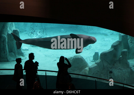 Ein Beluga-Wal oder Weißwal (Delphinapterus Leucas) im L'Oceanogràfic Center, Valencia, Spanien Stockfoto