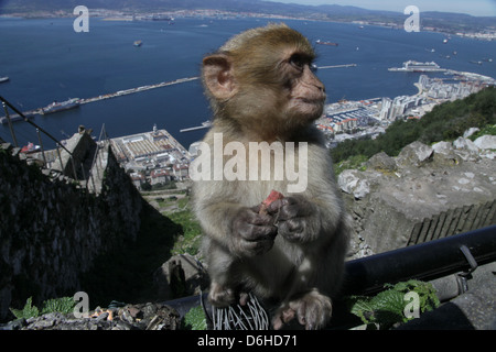 Baby Berberaffe (Macaca Sylvanus) im Naturpark Oberer Felsen, Gibraltar, Großbritannien, über blauen Himmel.   AKA Barbary Affe oder Rock ape Stockfoto