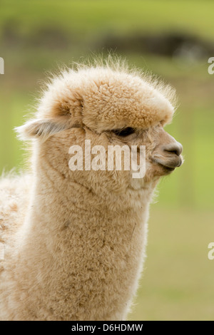 Eine sehr niedliche Alpaka auf ein Alpaka Farm in Husthwaite in North Yorkshire, Großbritannien Stockfoto