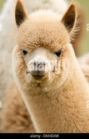 Ein Alpaka auf ein Alpaka Farm in Husthwaite in North Yorkshire, UK. Stockfoto