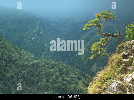 Kiefer auf Sokolica Berg in Polen Stockfoto