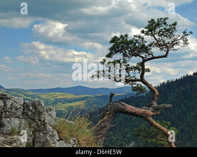 Kiefer auf Sokolica Berg in Polen Stockfoto