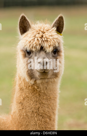 Eine sehr niedliche Alpaka auf ein Alpaka Farm in Husthwaite in North Yorkshire, Großbritannien Stockfoto