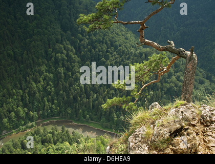 Kiefer auf Sokolica Berg in Polen Stockfoto