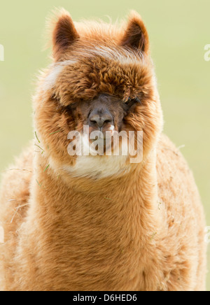 Eine sehr niedliche Alpaka auf ein Alpaka Farm in Husthwaite in North Yorkshire, Großbritannien Stockfoto