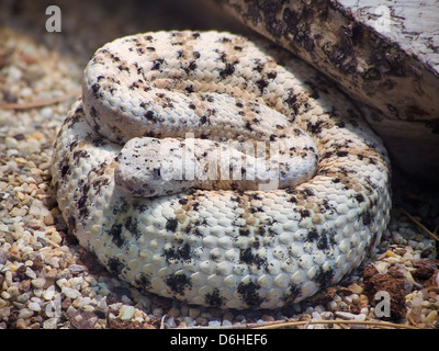 Südwestliche gefleckte Klapperschlange, Crotalus Mitchelli Pyrrus Stockfoto