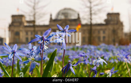 Blumen blühen auf einer Wiese vor dem Reichstagsgebäude in Berlin, Deutschland, 18. April 2013. Foto: Ole Spata Stockfoto