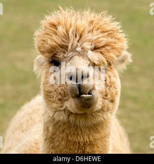 Alpaka mit einem komischen Ausdruck auf ein Alpaka Farm in Husthwaite in North Yorkshire, UK. Stockfoto