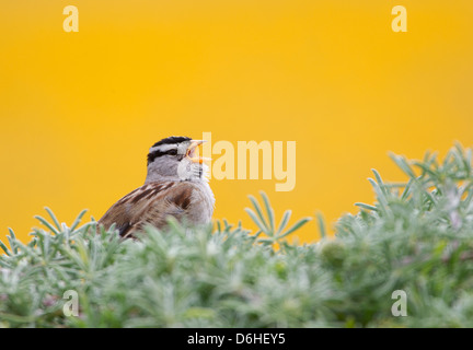 Weiß gekrönt Spatz singen Stockfoto