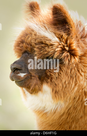 Eine sehr niedliche Alpaka auf ein Alpaka Farm in Husthwaite in North Yorkshire, Großbritannien Stockfoto