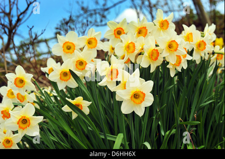Narzissen im Frühlingsgarten, Cumbria Stockfoto