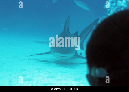 Bullenhai (Carcharhinus Leucas) nähert sich Taucher, Playa del Carmen, Mexiko Stockfoto