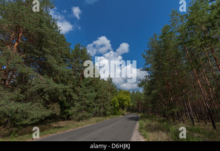 Straße in Kiefer Wald Landschaftsfoto Stockfoto