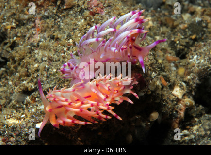 Flabellina Rubrolineata paar Paarung, Lembeh Strait, Indonesien Stockfoto