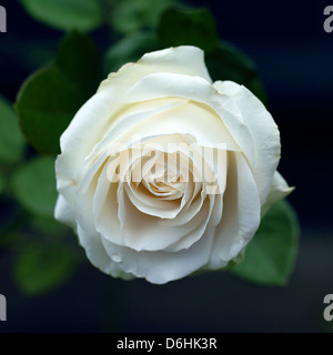 Weiße rose im Garten Stockfoto