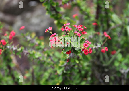 Euphorbia Milii Var splendens Stockfoto