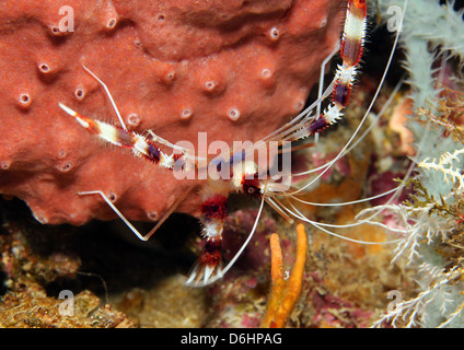 Gebändert, Boxer Garnelen (Stenopus Hispidus), Bunaken, Indonesien Stockfoto