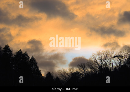 Sonnenuntergang und Silhouette Bäume in Cumberland Falls State Park, Kentucky Stockfoto