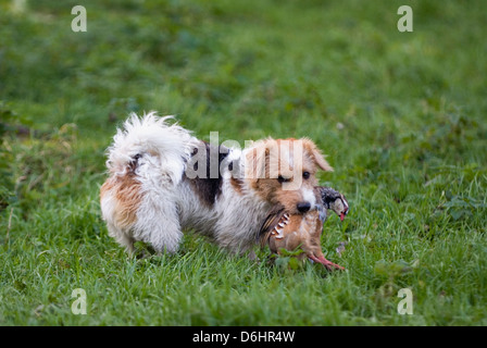 Jack-Russell-Terrier Rebhuhn während einer Drückjagd in Yorkshire England abrufen Stockfoto