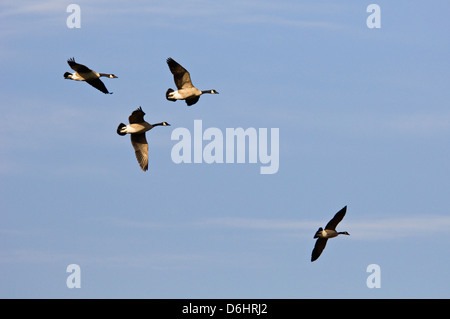 Kanadagänse im Flug im südlichen Indiana Stockfoto