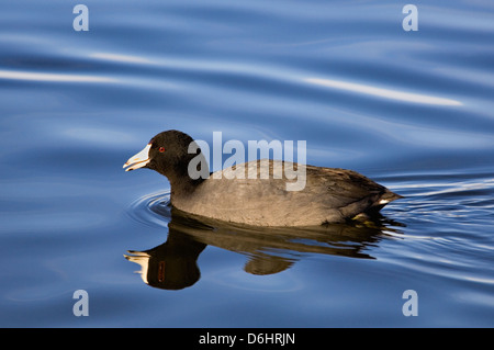 Amerikanisches Blässhuhn Schwimmen am Teich im südlichen Indiana Stockfoto