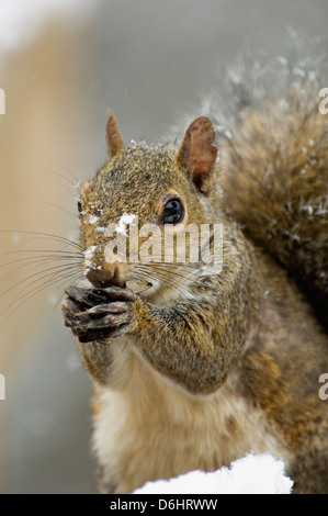 Östliche graue Eichhörnchen Essen schwarz Öl Sonnenblumenkerne von Futterhäuschen für Vögel im südlichen Indiana Stockfoto