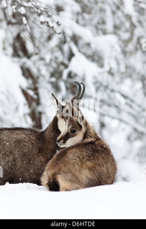 Gämse (Rupicapra Rupicapra) Mutter mit jungen im Tiefschnee. Nationalpark Gran Paradiso, Valsvarenche, Aosta, Italien Stockfoto