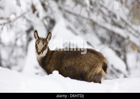 Junge Gämsen (Rupicapra Rupicapra) im frühen Winter im Tiefschnee. Nationalpark Gran Paradiso, Valsvarenche, Aosta, Italien Stockfoto