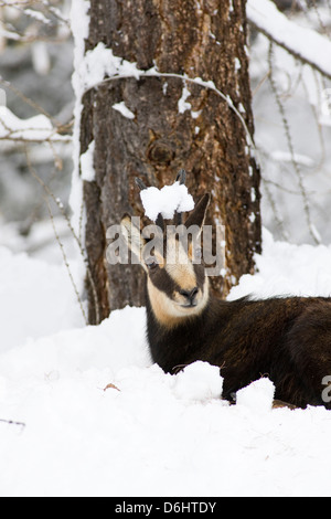 Gämse (Rupicapra Rupicapra) im frühen Winter im Tiefschnee. Nationalpark Gran Paradiso, Valsvarenche, Aosta, Italien Stockfoto