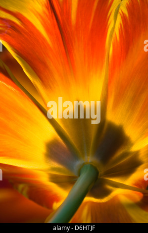 Papagei Tulpe Stockfoto