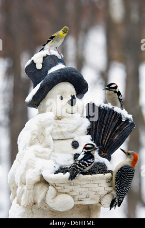 Hinterhofvögel auf Schneemann Feeder Stockfoto
