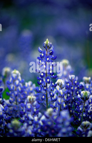 Texas Bluebonnets hautnah Stockfoto