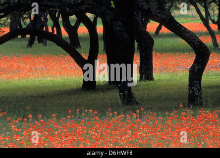 Indian Paintbrush und Live Oak Tree Trunks im Texas Hill Country Stockfoto