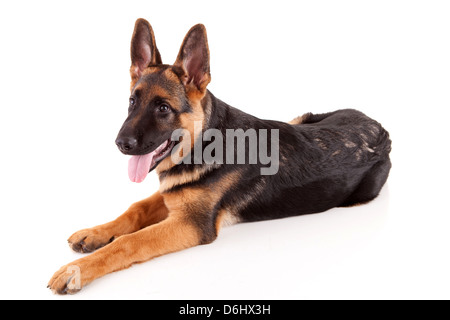 Baby Deutscher Schäferhund, isoliert auf einem weißen Hintergrund Stockfoto