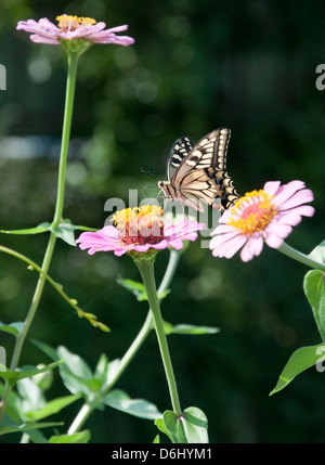 Schmetterling auf Blume Stockfoto