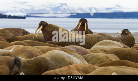 Norwegen, Spitzbergen, Torellneset. Gruppe von Walrosse ruht. Kredit als: Bill Young / Jaynes Galerie / DanitaDelimont.com Stockfoto