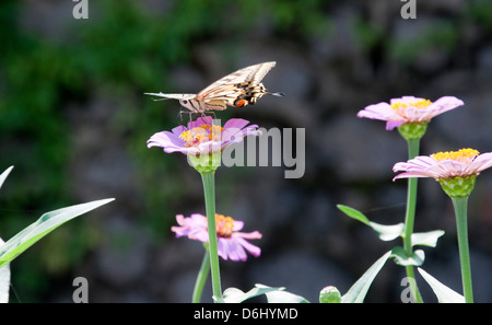 Schmetterling auf Blume Stockfoto