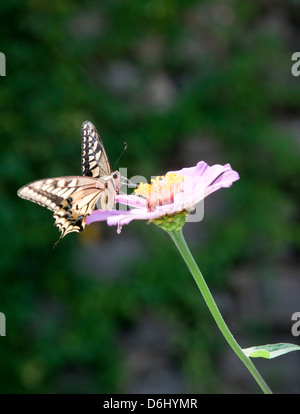 Schmetterling auf Blume Stockfoto