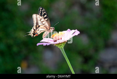 Schmetterling auf Blume Stockfoto