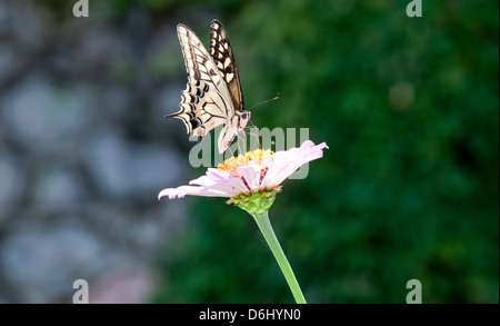 Schmetterling auf Blume Stockfoto