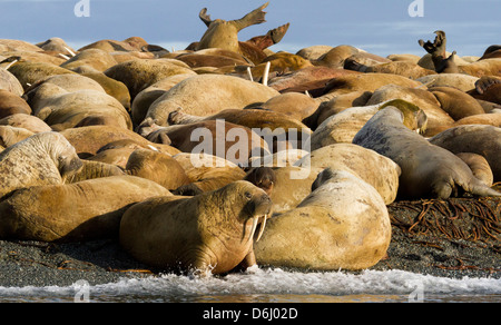 Norwegen, Spitzbergen, Torellneset. Gruppe von Walrosse ruht. Kredit als: Bill Young / Jaynes Galerie / DanitaDelimont.com Stockfoto