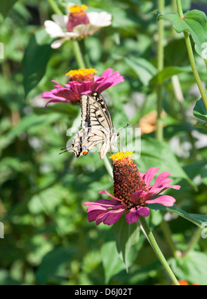 Schmetterling auf Blume Stockfoto