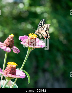 Schmetterling auf Blume Stockfoto