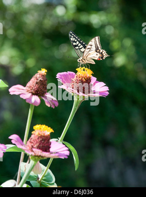 Schmetterling auf Blume Stockfoto